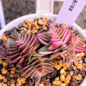 茜の塔錦,多肉植物,クラッスラ属,多肉中毒,多肉女子の画像