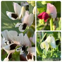 春野菜,多肉ラボ©,家庭菜園,庭の画像