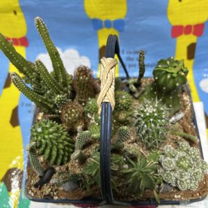 サボテンの寄せ植えの画像
