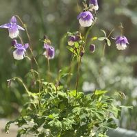 センペルビウム 巻絹,ユーフォルビアシルバースワン,プリンセス・クローバー,ヒメオダマキ(姫苧環),ヒメオダマキ　ティアードフリルの画像