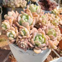 多肉植物いろいろ,ピンクプリティ×ラウイ,多肉植物,多肉大好き,多肉植物の紅葉の画像