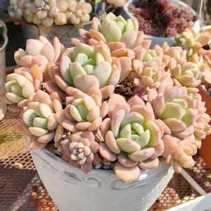 多肉植物いろいろ,ピンクプリティ×ラウイ,多肉植物,多肉大好き,多肉植物の紅葉の画像