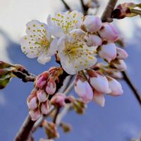 サクランボ,鉢植え,毎年咲く,実のなる木,だいぶ大きくなりましたの画像