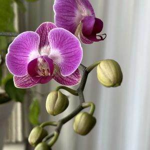胡蝶蘭,ミディ胡蝶蘭,ミディ胡蝶蘭,観葉植物,ミディ胡蝶蘭モニターの画像