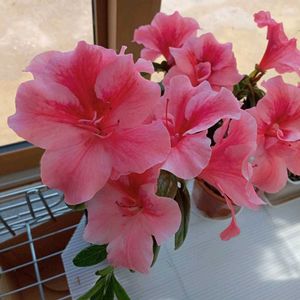 アザレア,アザレア,花木,サンルーム,窓辺の画像