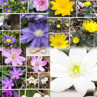 ブルーデージー,ビオラ,福寿草,福寿草,福寿草の画像