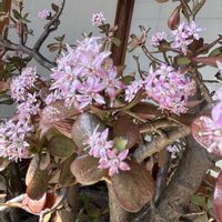 かねのなる木の花,お散歩ちゃん,多肉植物,多肉好き,チーム愛知の画像