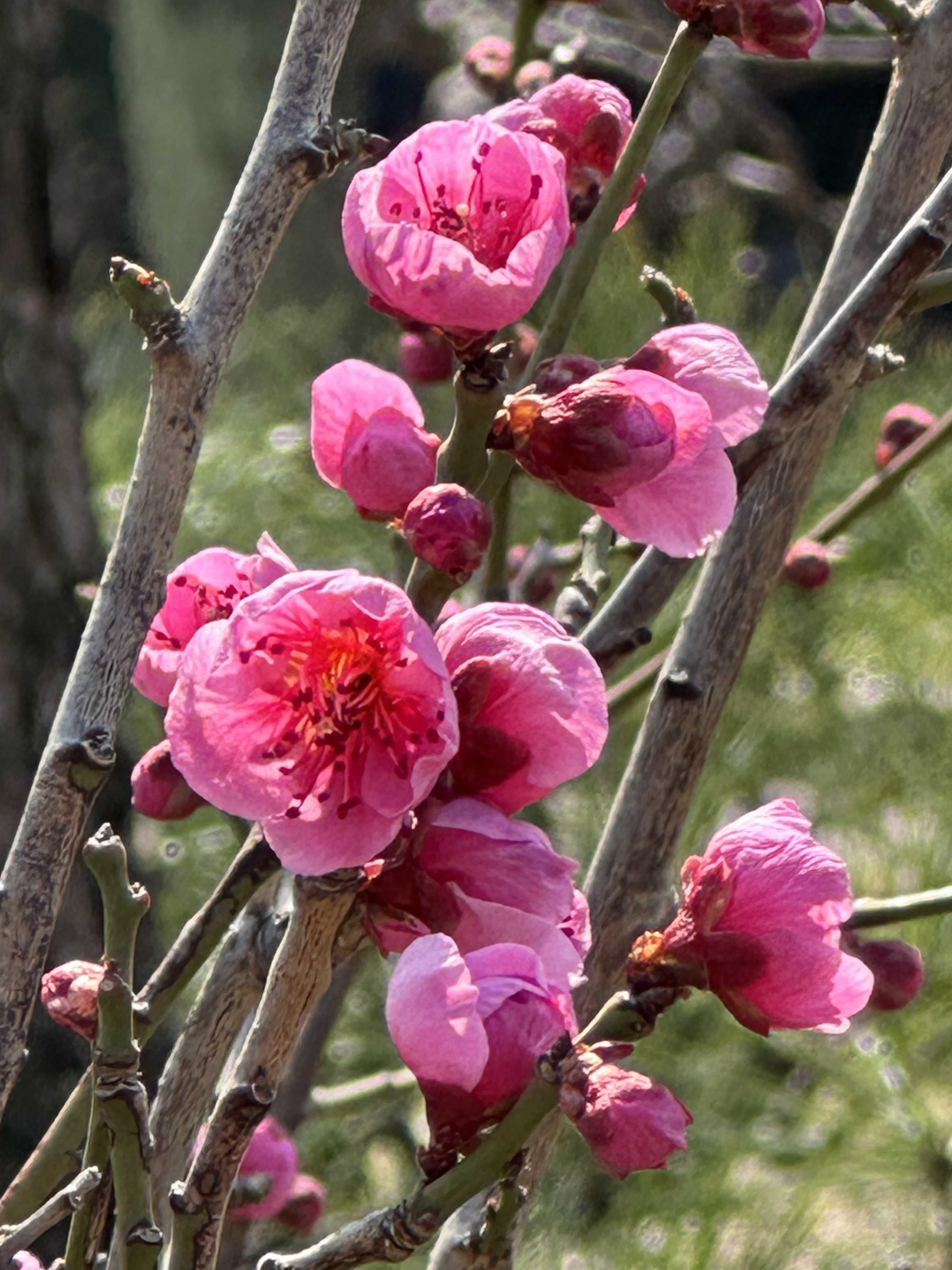 梅 盆栽 佐橋紅 希少 鹿児島紅梅を衣替え 緋梅系 緋色の一重