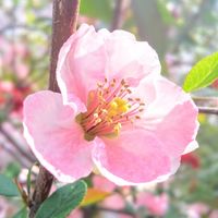 ボケ,木瓜(ボケ),木瓜(ぼけ),京都,お花の画像