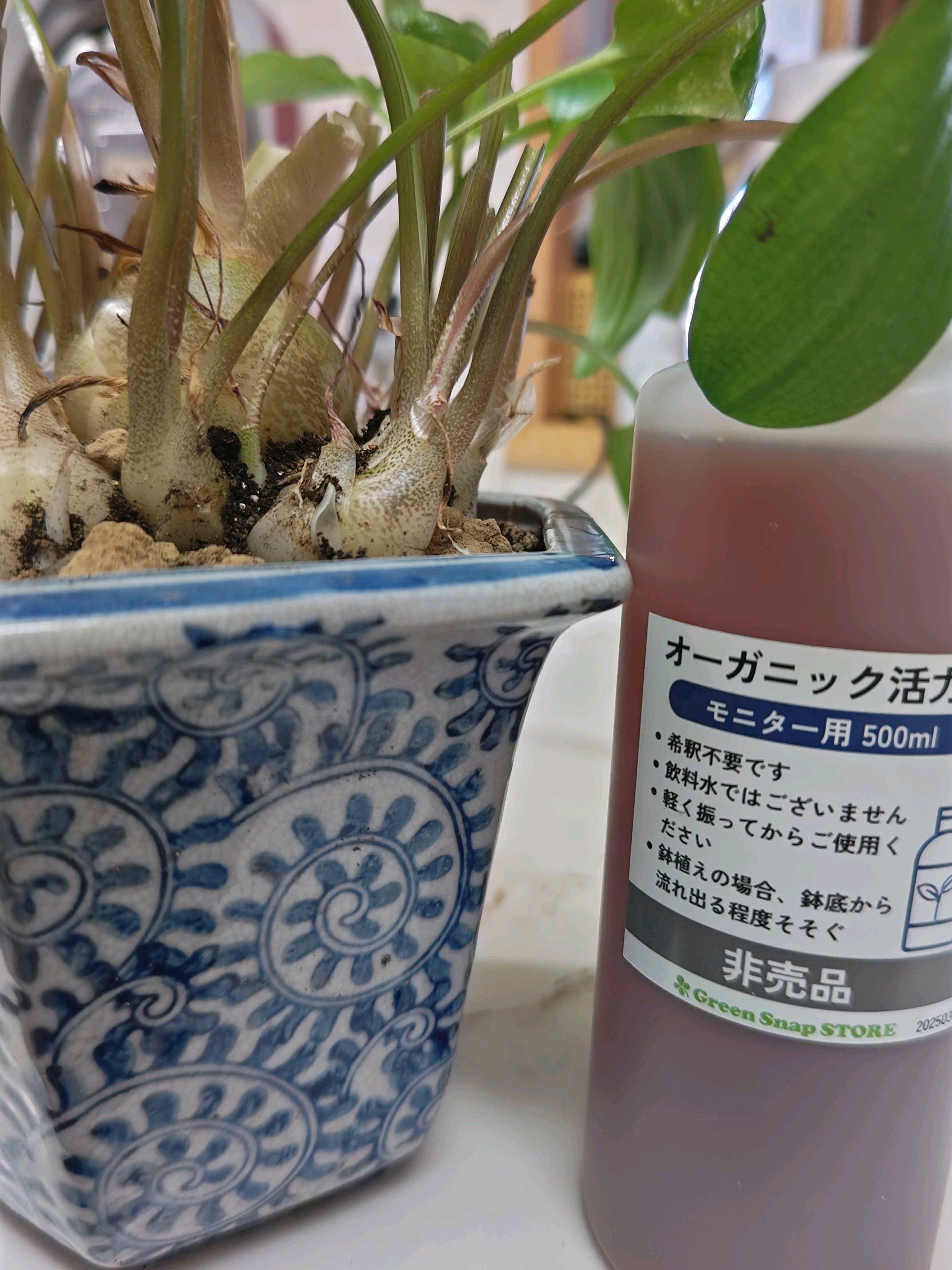 No.88 オーガニック活力水モニター、塊根植物に使った記録