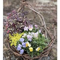 ノブドウ,野葡萄の蔓,寄せ植え,山野草,春の訪れの画像