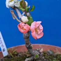 山野草,スマホ撮影,棚の画像