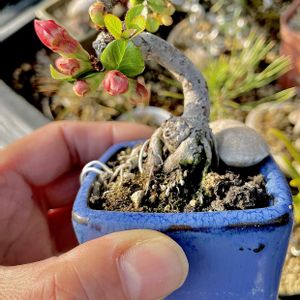 ボケ,盆栽,ミニ盆栽,挿し木,今日のお花の画像