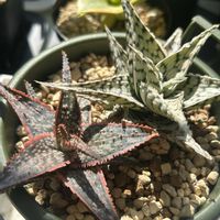 アロエ,アロエ ドニー,アロエブリザード,寄せ植え,多肉植物の画像