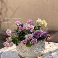 レモンタイム,カルーナ ガーデンガールズ,寄せ植え,ガーデニング,パンジー　アンティークラッフルの画像