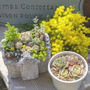 白雪ミセバヤ,斑入りタイトゴメ,ブルービーン,パンクチュラータ,ミモザの画像