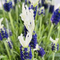 ウメ,ネコヤナギ,ラベンダーの画像