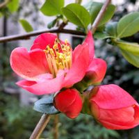 ボケ,木瓜,木瓜(ボケ),開花,ネコのいる暮らしの画像