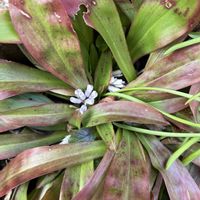 多肉植物いろいろ,多肉植物,DIY,多肉棚,多肉多肉多肉の画像