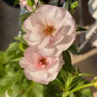 ラナンキュラス　ラックス,ラナンキュラス　ラックス　エリス,ラナンキュラス　ラックス　ヴィーナス,お花,癒しの画像
