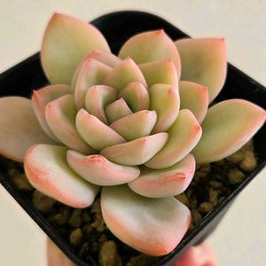 エケベリア,アマビレ,多肉植物,エケベリア属,多肉多肉多肉の画像