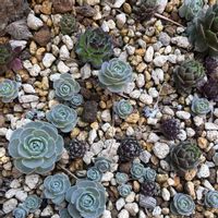 子持ち蓮華,虹の玉,センペル,多肉植物いろいろ,名無しセンペルの画像