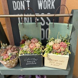多肉植物 寄せ植え,モルタル造形,木箱寄せ植え,多肉寄せ植えWS,晴れの国タニラーGPの画像