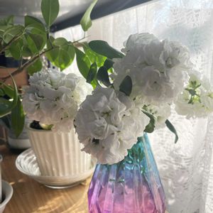 ツバキ,ヒヤシンス,ストック キスミー,種から,咲いてくれてありがとう❤の画像