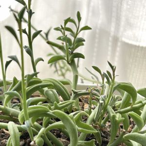 ドルフィンネックレス,ドルフィンネックレス,多肉植物,窓辺,リビング・ダイニングの画像