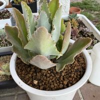 ファング,カランコエファング,オハカリーフ,多肉植物,我が家のデカ多肉の画像
