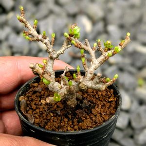 長寿梅,盆栽,ミニ盆栽,盆栽苗木,まめ盆栽の画像