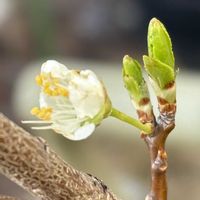 アセロラ,プラム,花壇,小春日和の画像