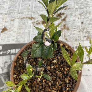 クチナシ,一寸法師,盆栽,植え替え,小品盆栽の画像