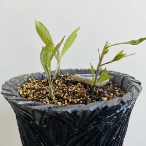クチナシ,一寸法師,盆栽,自作鉢,小品盆栽の画像