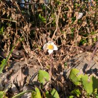 シラユキゲシの画像