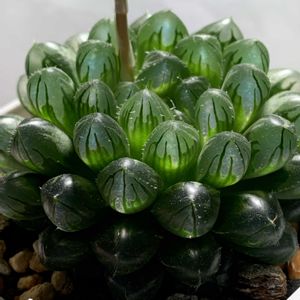 ハオルチア,多肉植物,ハオルチア属,多肉植物のある暮らし,多肉植物初心者の画像