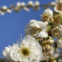 菜の花,枝垂れ梅,河津桜,ナノハナ,しだれ梅の画像