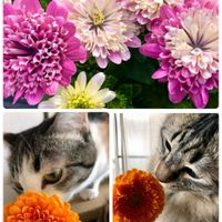 ガーベラ,オステオスペルマム,観葉植物,ガーデニング,花のある暮らしの画像