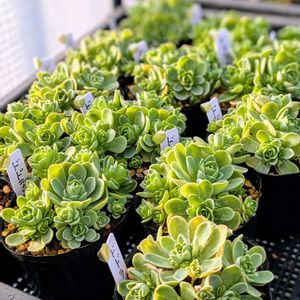 ドドランタリス,多肉植物,アエオニウム属,多肉中毒,多肉女子の画像