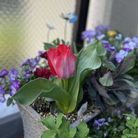 チューリップ,球根,チューリップ球根,チューリップ ピンクサウンド,バルコニー/ベランダの画像