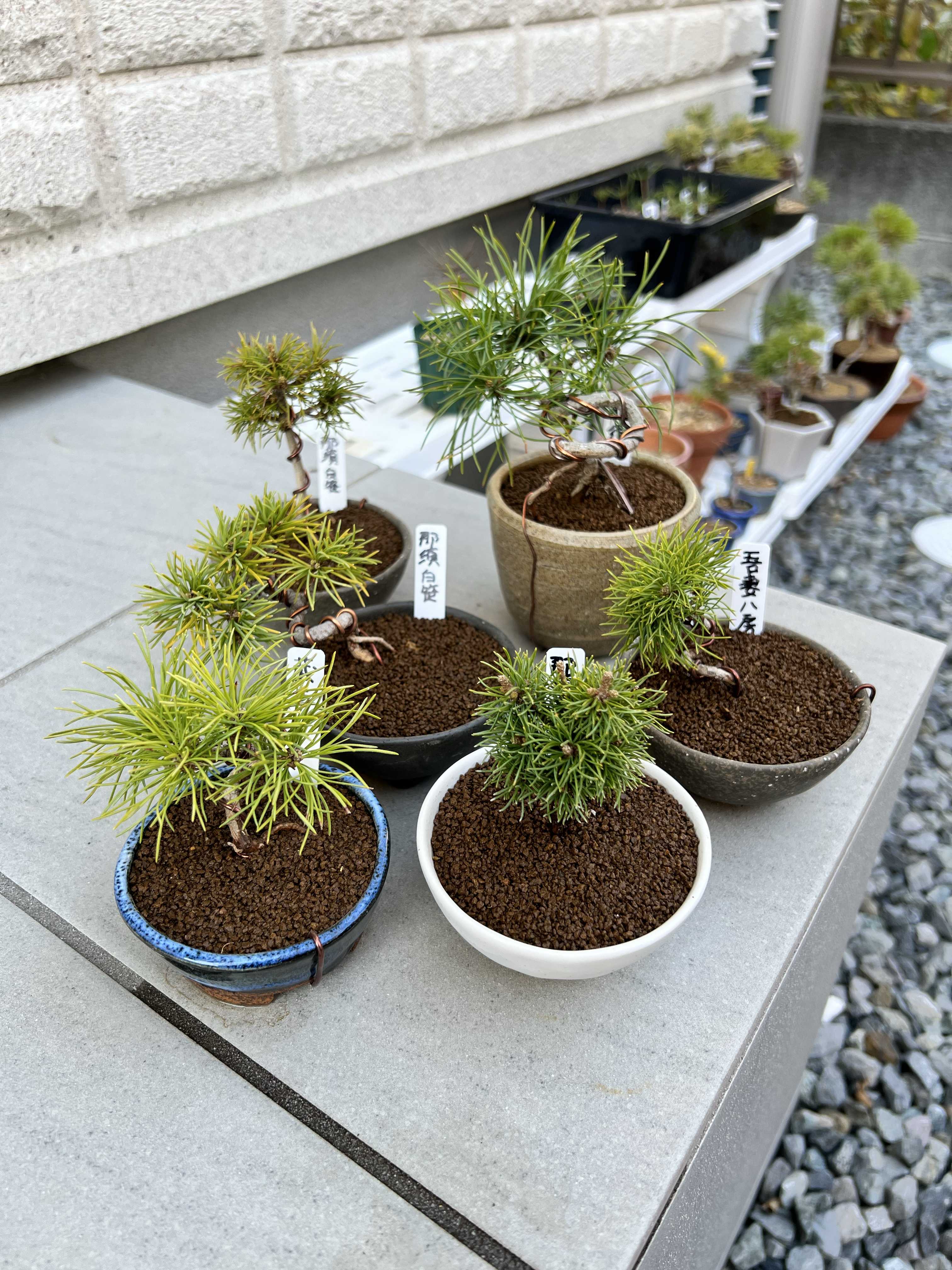 八房五葉松の一覧｜🍀GreenSnap（グリーンスナップ）