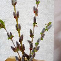 ネコヤナギの画像