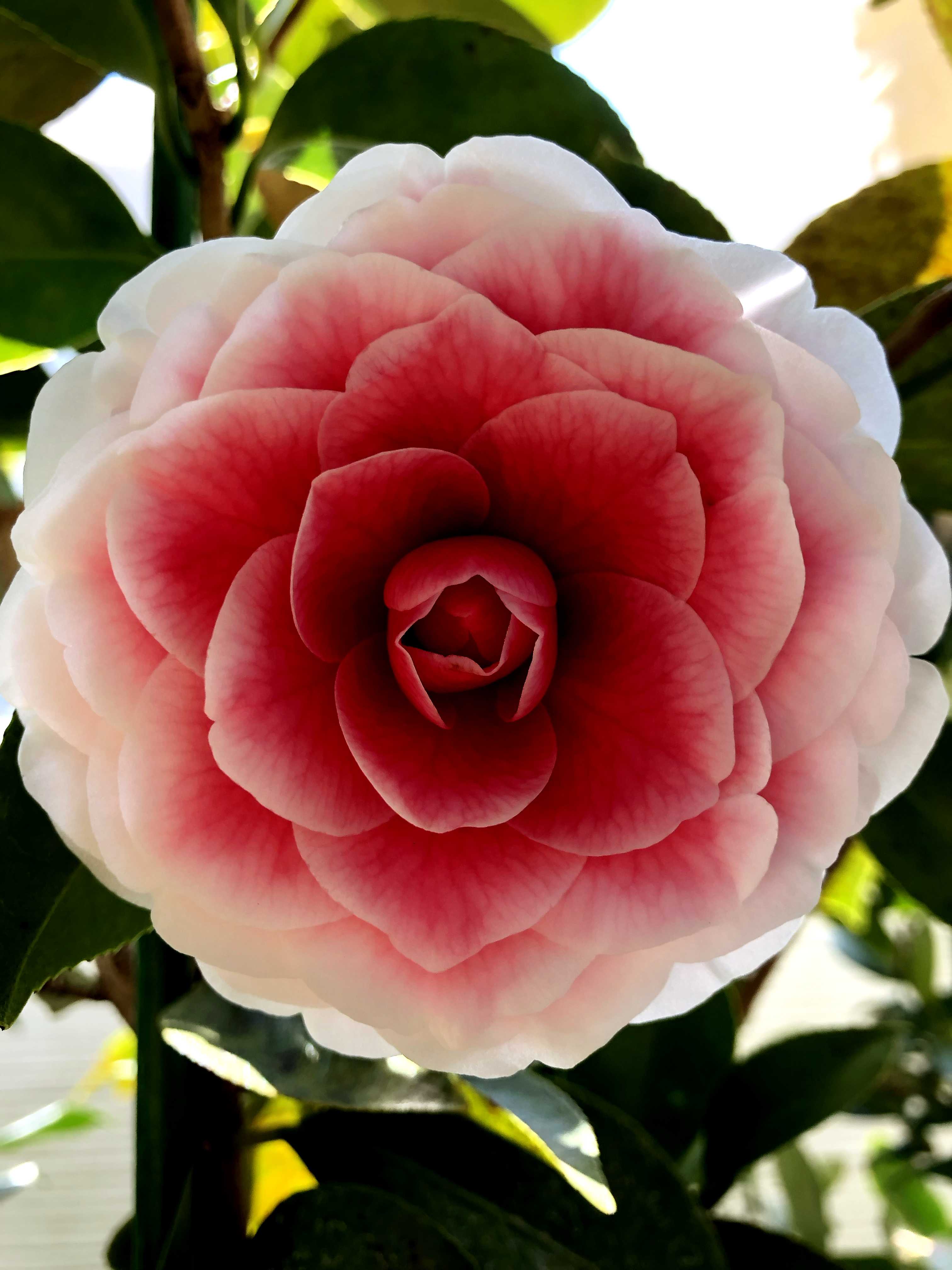 銘花　ヒライHirai 椿　花芽付きお得な２本セット　DE 楽天市場】誕生日の贈り物に 母の日ギフト2025年 椿2025年5月に開花