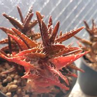アロエ,翡翠殿,アロエ スクアローサ,多肉植物,観葉植物の画像