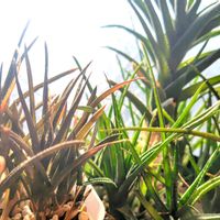 アロエ,アロエ ファイアーバード,多肉植物,観葉植物,植物のある暮らしの画像