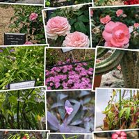 アロエ,アロエ,バラ,バラ,東山動植物園の画像