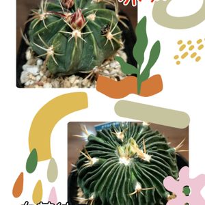 可愛い,癒し,꒰ღ˘◡˘ற꒱かわゅ~,ありがとう♡,心ほっこりの画像