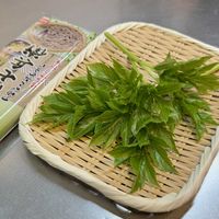 アシタバ,アシタバ,アシタバ(明日葉),春の山菜,明日葉の画像