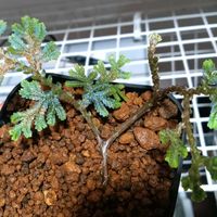 セラギネラ,セラギネラ ウィルデノウィー,熱帯植物の画像