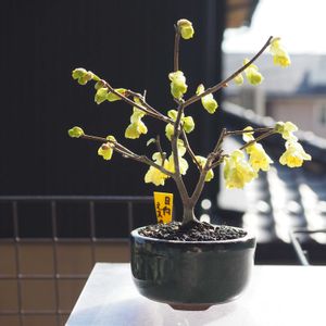 盆栽,小品盆栽,山野草,バルコニー/ベランダの画像